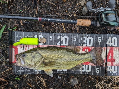 ラージマウスバスの釣果