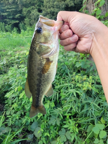 ブラックバスの釣果