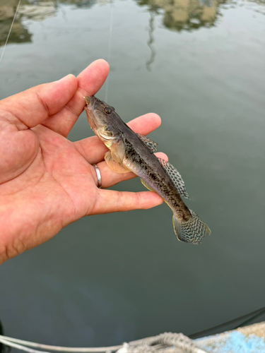 マハゼの釣果