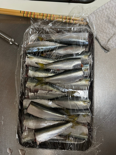 サバの釣果