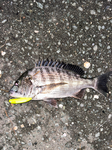 クロダイの釣果