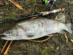 ニジマスの釣果