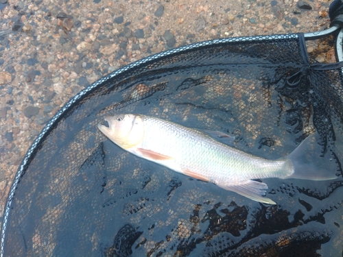 ケタバスの釣果