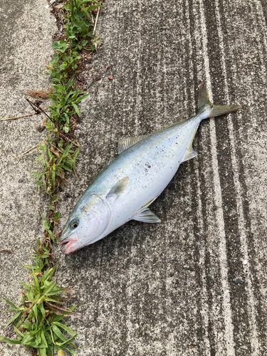 イナダの釣果