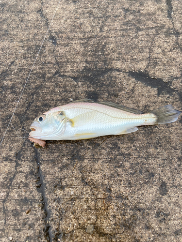 イシモチの釣果