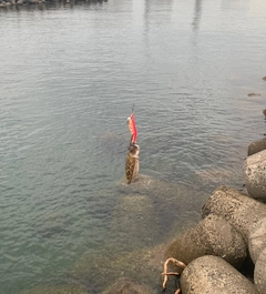 コウイカの釣果