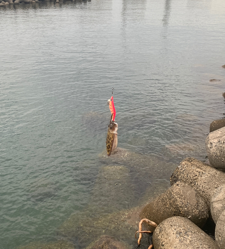 コウイカの釣果