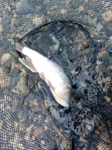 ケタバスの釣果