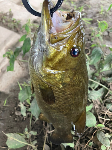 スモールマウスバスの釣果