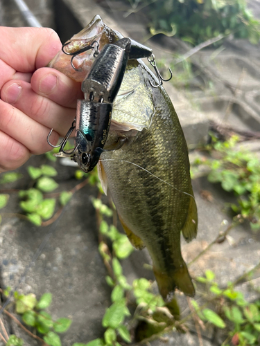 ブラックバスの釣果