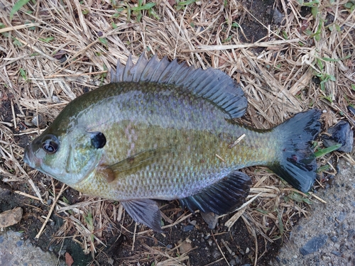 ブルーギルの釣果