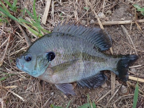 ブルーギルの釣果