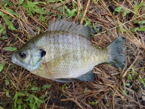 ブルーギルの釣果