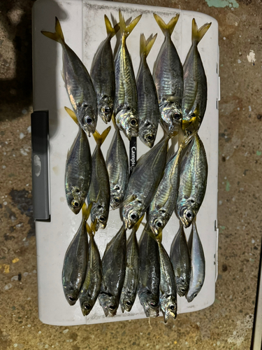 アジの釣果