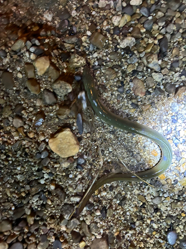 ウナギの釣果