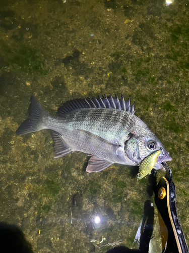 チヌの釣果