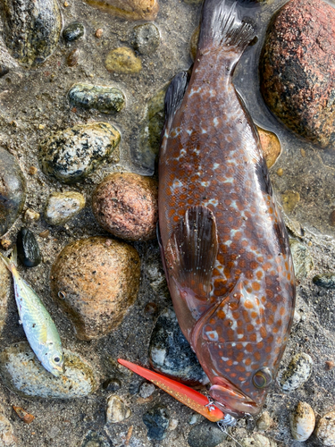 キジハタの釣果