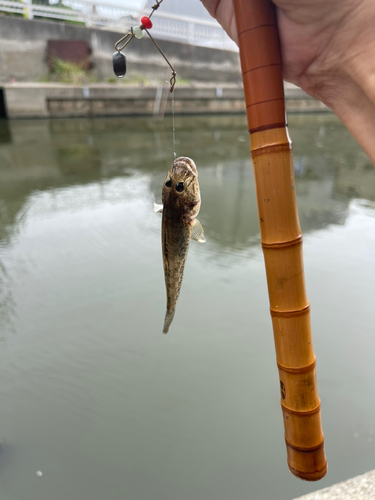 マハゼの釣果