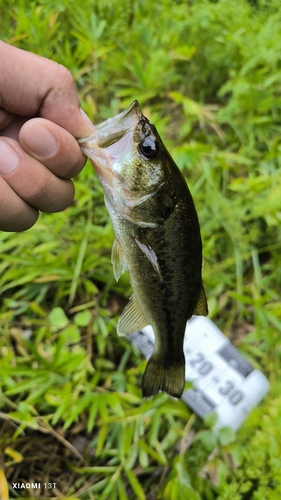 ブラックバスの釣果