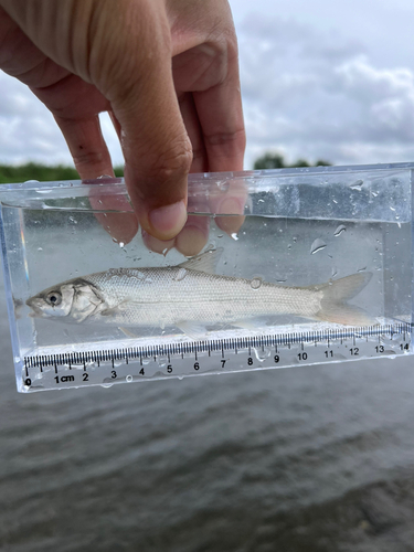 ウグイの釣果