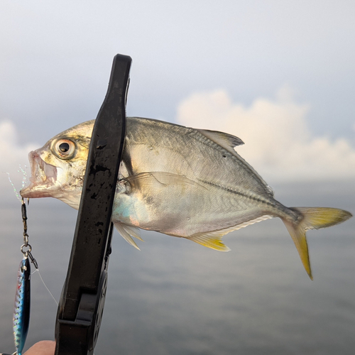 メッキの釣果