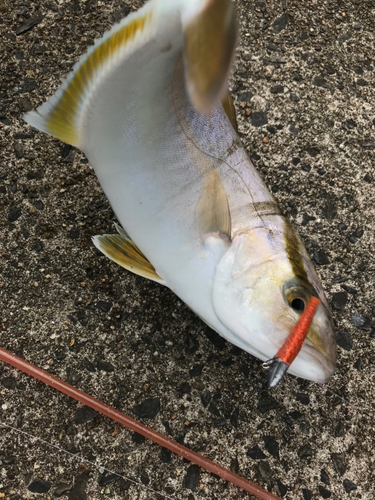 ショゴの釣果