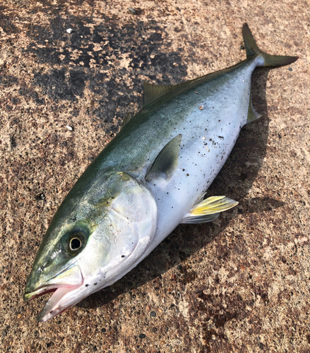 イナダの釣果