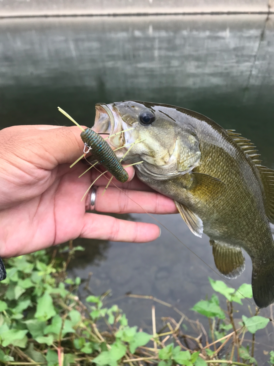 スモールマウスバス