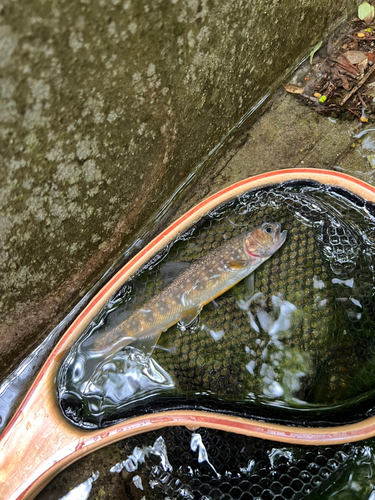 イワナの釣果