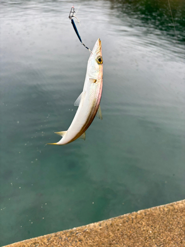 カマスの釣果