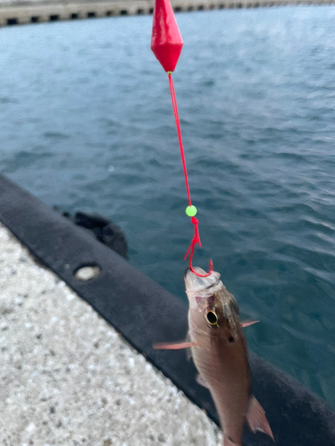 クロホシイシモチの釣果