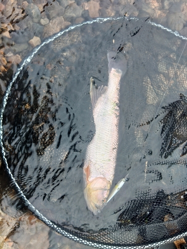 ケタバスの釣果