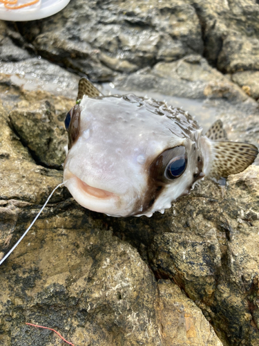 イシガキフグの釣果