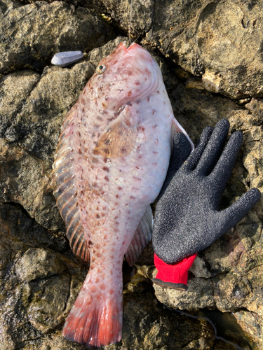 ブダイの釣果