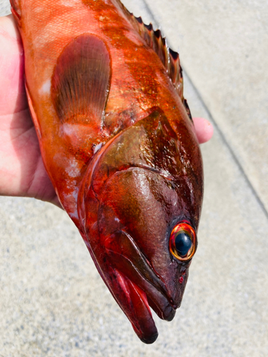 アカハタの釣果