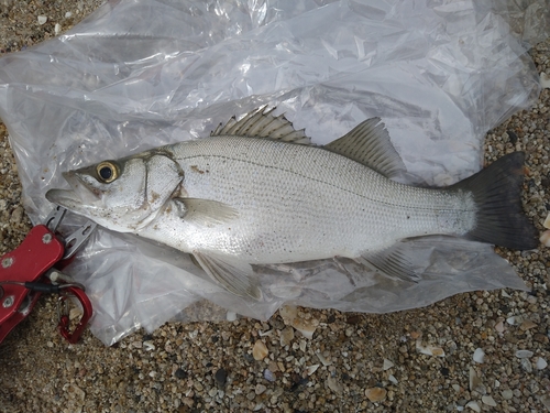 ヒラスズキの釣果