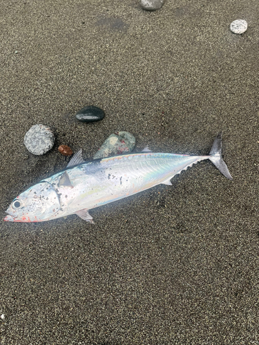 ショゴの釣果