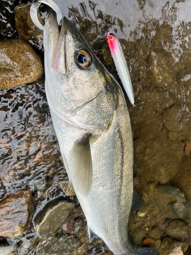 スズキの釣果