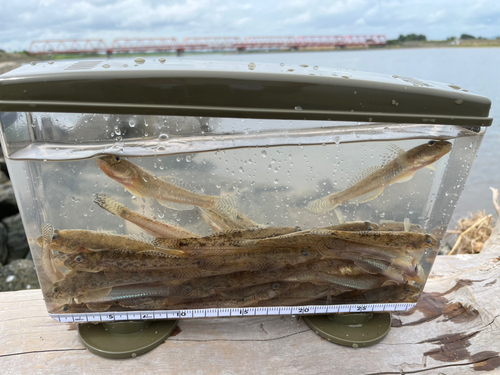 マハゼの釣果