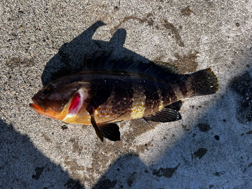 アオハタの釣果