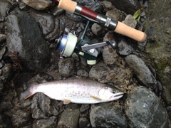 アマゴの釣果