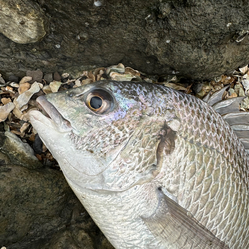 キビレの釣果