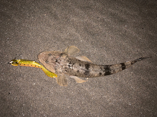 マゴチの釣果