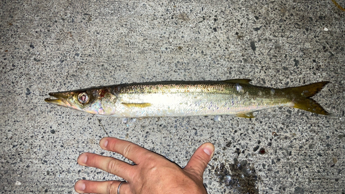 カマスの釣果