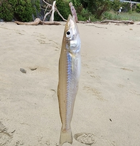 シロギスの釣果