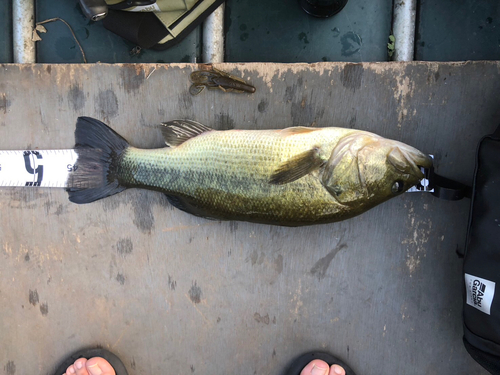 ブラックバスの釣果