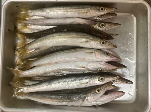 カマスの釣果