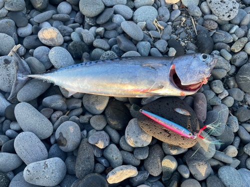 ソウダガツオの釣果