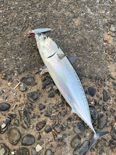 ソウダガツオの釣果