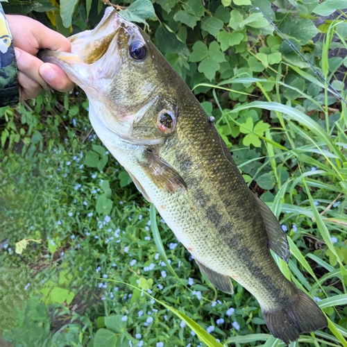 ラージマウスバスの釣果